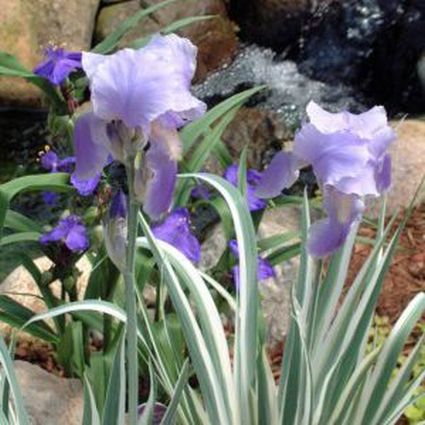 Variegated Sweet Iris