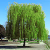 Weeping Willow Tree