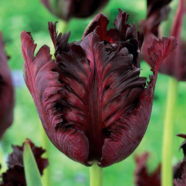 Tulip Black Parrot