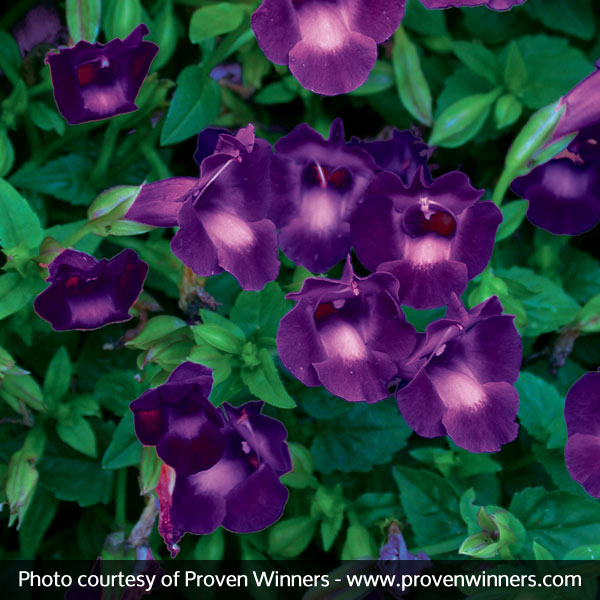 Summer Wave&reg; Large Violet Wishbone Flower