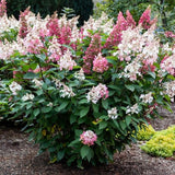 Candelabra&reg; Panicle Hydrangea