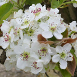 Shinseiki Pear Tree