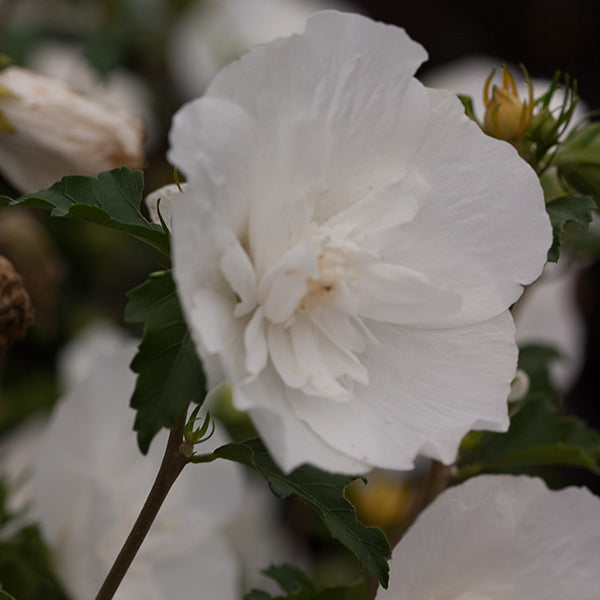 White Chiffon&reg; Rose of Sharon Shrub