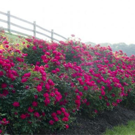 Red Double Knock Out&reg; Rose