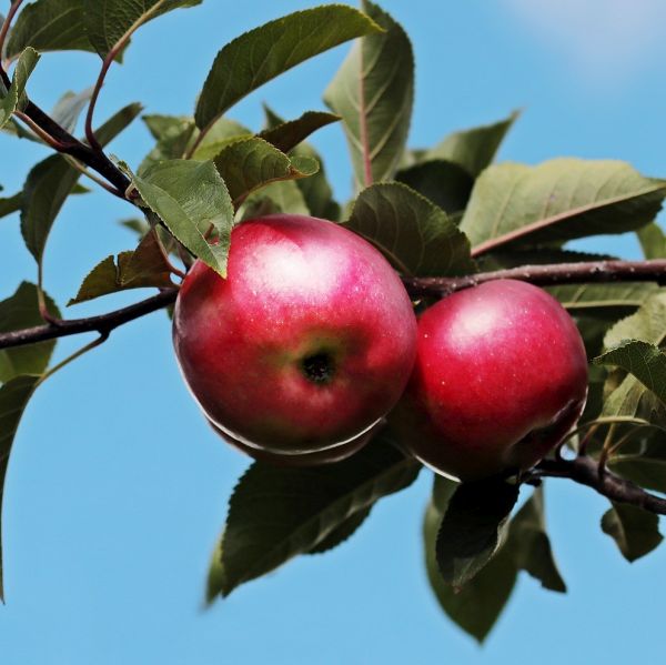 Empire Apple Tree