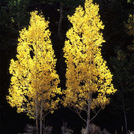 Summer Shimmer&reg; Aspen