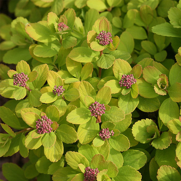 Glow Girl&reg; Spirea