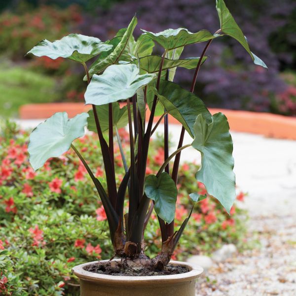 Black Stem Elephant Ear