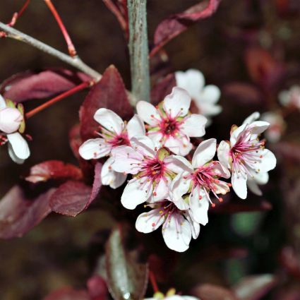 Purpleleaf Sand Cherry