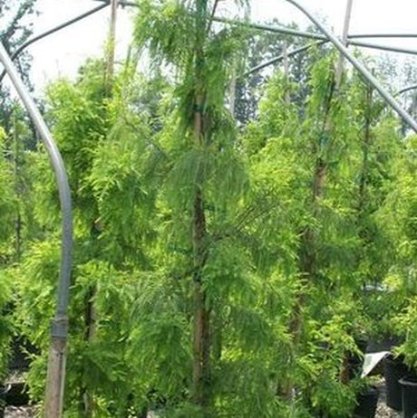 Shawnee Brave&reg; Bald Cypress