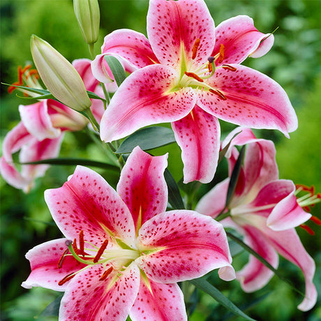 Stargazer Oriental Lily