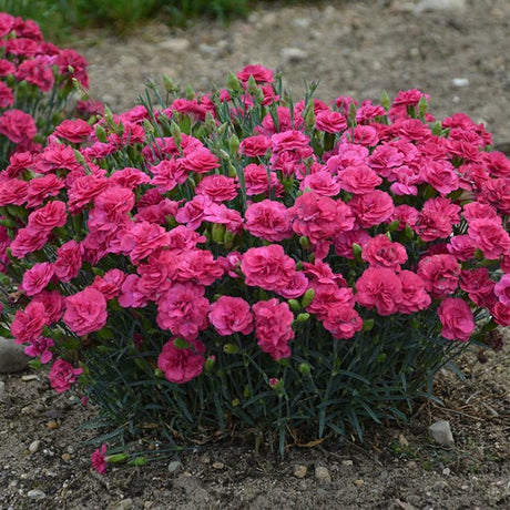 Dianthus Raspberry Ruffles