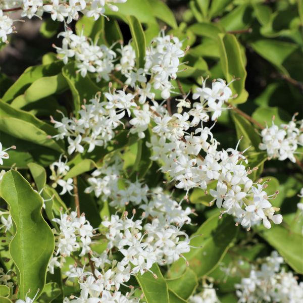 Wax Leaf Privet