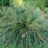 Gold Dew Tufted Hair Grass