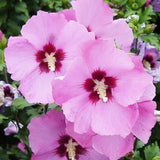 Aphrodite Rose of Sharon