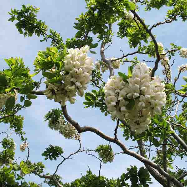 Twisty Baby Black Locust