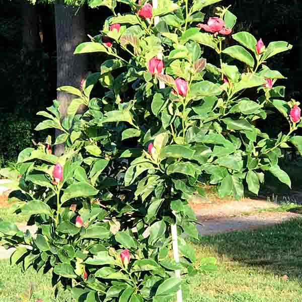 Genie Magnolia Tree