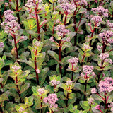 Double Martini Sedum