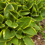 Aureomarginata Hosta