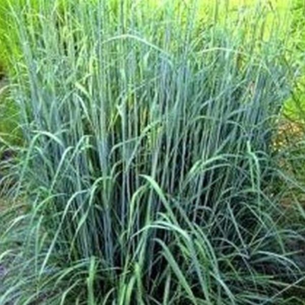 Indian Grass