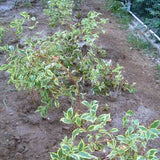 Variegated Weigela