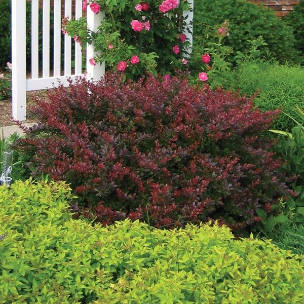 Crimson Pygmy Barberry