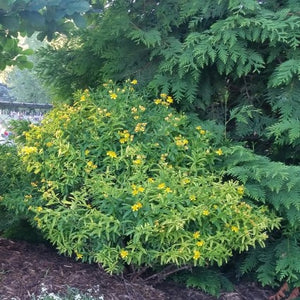 Sunny Boulevard? St. John's Wort