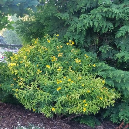 Sunny Boulevard? St. John's Wort