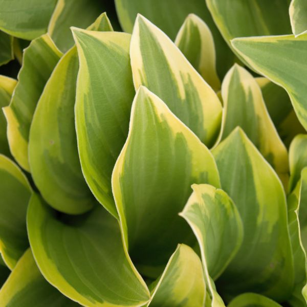 Golden Tiara Hosta