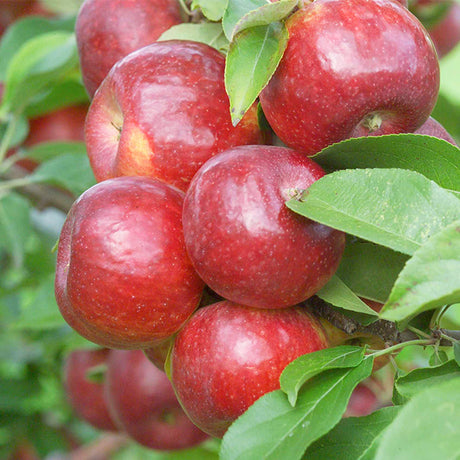 Frostbite&trade; Apple Tree