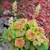 Delta Dawn Coral Bells