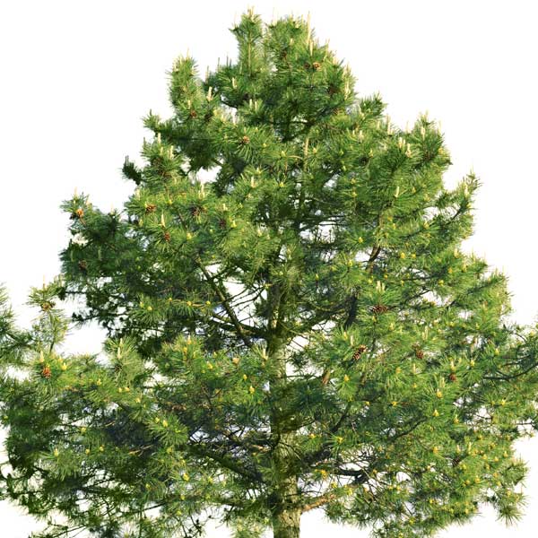 French Dark Green Scots Pine Tree