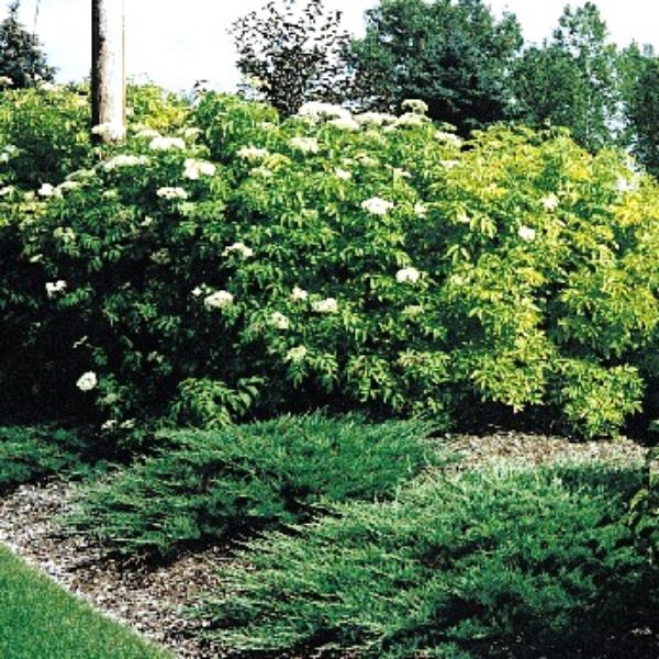 Golden Elderberry Bush