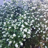 Bouquet Blanc Mock Orange