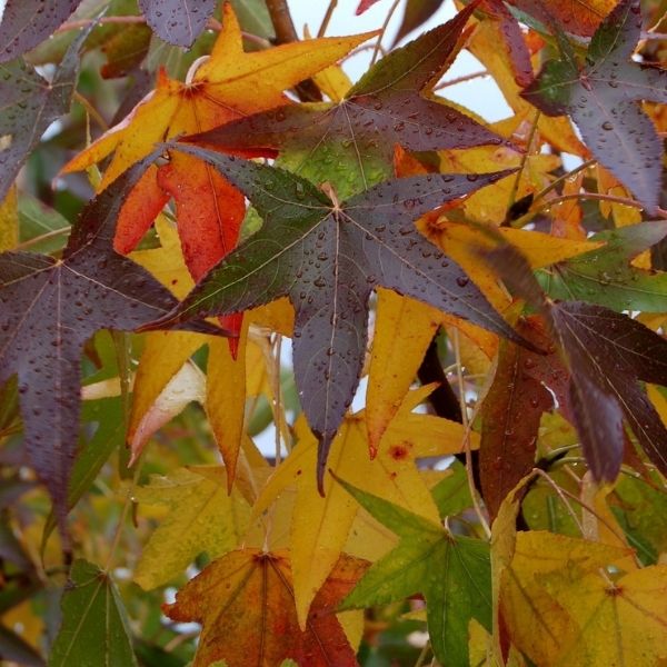 Audubon&reg; Native American Sweetgum