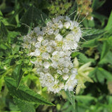 Japanese White Spirea