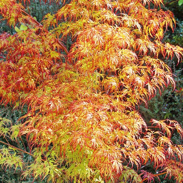 Jeddeloh Orange Japanese Maple