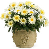 Banana Cream Shasta Daisy