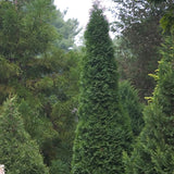 North Pole&reg; Arborvitae