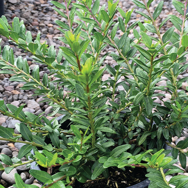 Privet Honeysuckle