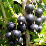 Consort Black Currant Bush