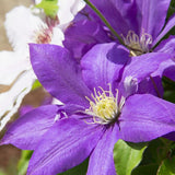 Rhapsody Clematis