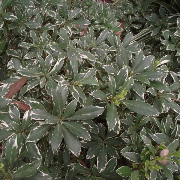 Silver King Euonymus