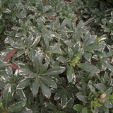 Silver King Euonymus