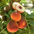 White Lady Peach Tree