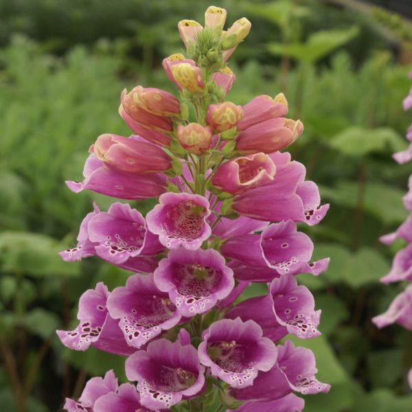 Candy Mountain Foxglove