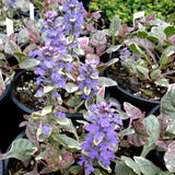 Burgundy Glow Ajuga