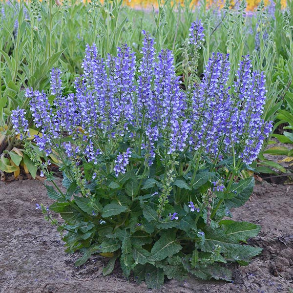 Azure Snow Salvia