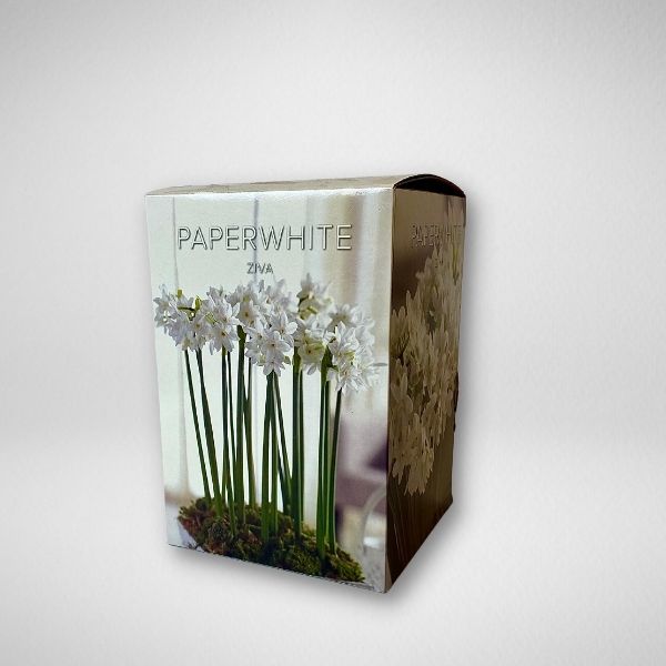 Paperwhite Gift Kit