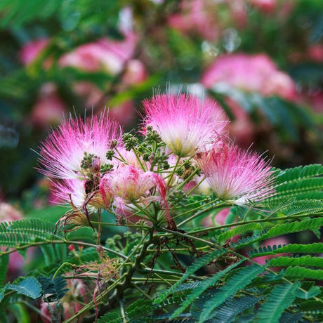 Mimosa Tree